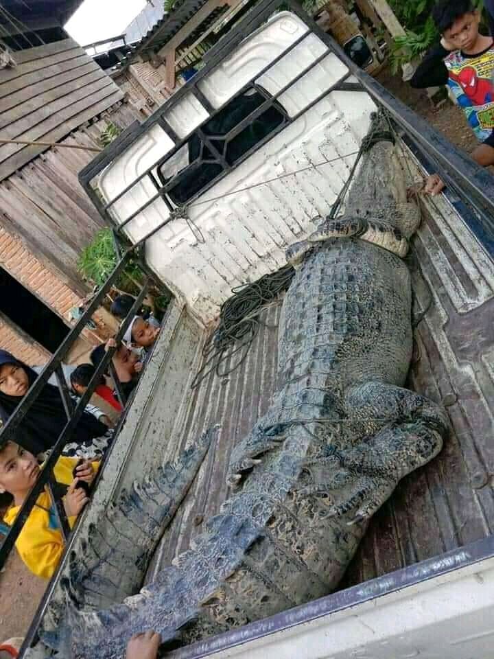 Diumpang dengan Ikan Belut, Warga Barakkang Tangkap Buaya Berukuran 4 Meter