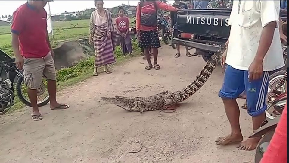 Sempat Dilepas, Buaya di Saluran Irigasi Polman Kembali Ditangkap