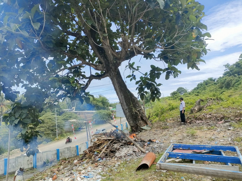 Sebatang Pohon Besar di Kantor Samsat Pasangkayu Berpotensi Merusak Jaringan Listrik