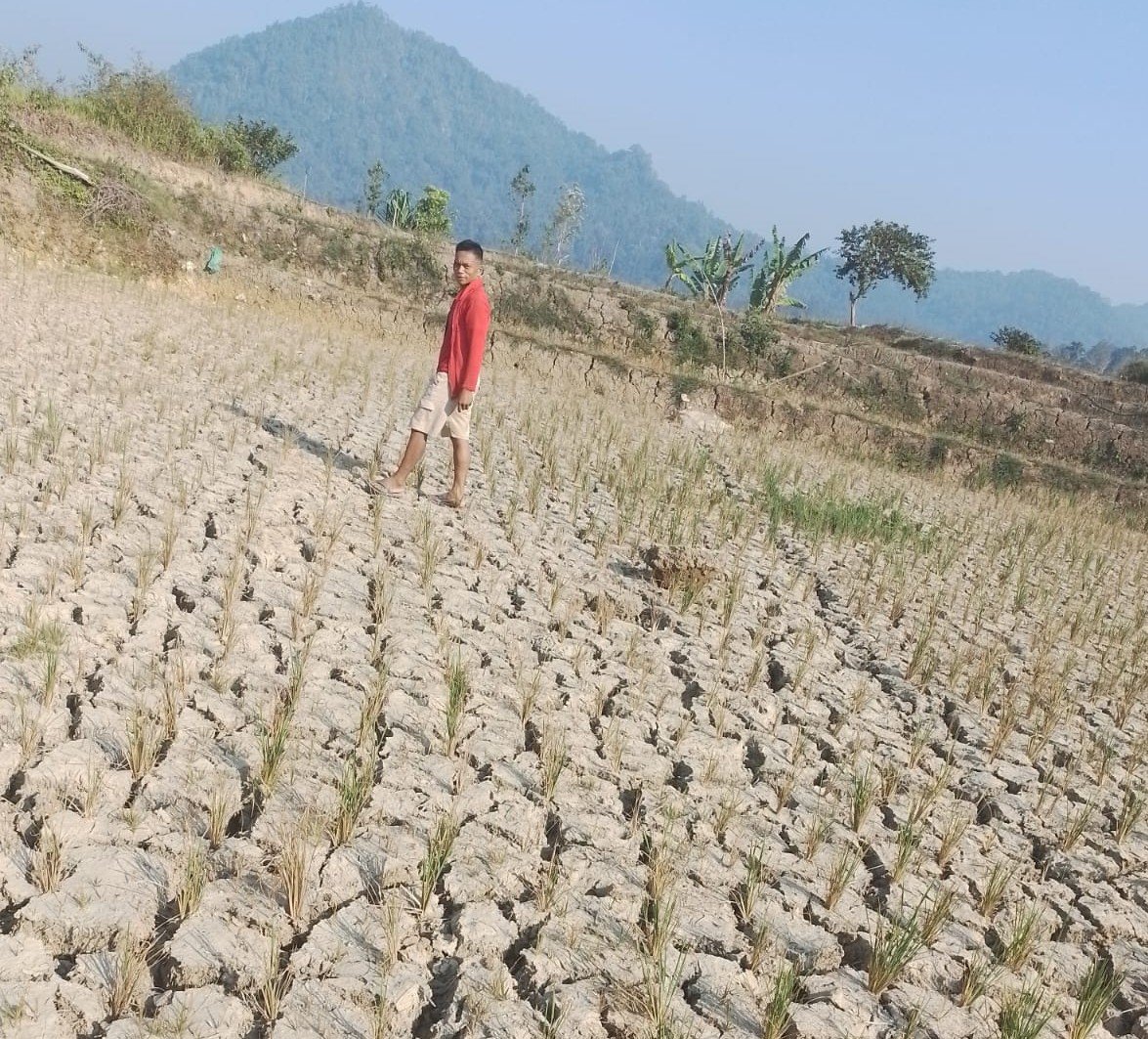 Sawah Kering Ancaman Padi Tanpa Bulir, Rakyat Makan Apa?